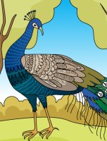 Find the letters and words in the Peacock picture