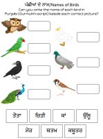 Identify the birds and write their names