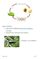 How is silk made from silkworms?